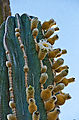 Las Animas - Beach - Camping - Cactus - Flower - Cardón - Cardón
