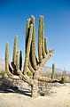 Cactus - Cardón
