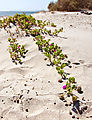 Beach - Playa San Rafael - Plant - Flower