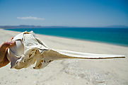 Playa Morro Blanco - Punta Ballena - Pelican Skull
