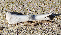 Playa Morro Blanco - Punta Ballena - Fuzzy Gray Spider - Bone