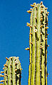 Cactus - Cardón - Flowers