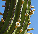 Cactus - Cardón - Flowers