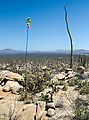 Mesa el Carmen - Cactus - Yucca - Flowers