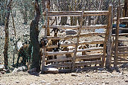 Palo Chino - Goats