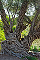 San José Comondú - Twisted Tree