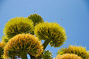 Yucca - Flower - Bees