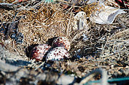 El Chevo Village - Punta Loco - Lighthouse - Osprey Nest - Osprey Eggs