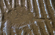 Baja - Peninsula el Mogote - Beach - Mud Flats - Ray Print
