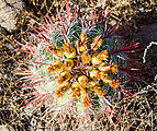 Baja - Las Animas - Barrel Cactus Fruit