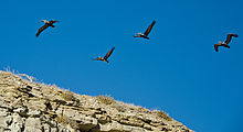 Baja - Las Animas - Beach - Pelicans