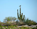 Baja - Punta Las Animas - Cardon Cactus - Birds