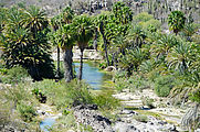 Baja - La Purification - Valley - Water - Palm Trees