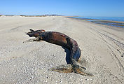 Baja - Estero Percebú - Sand Island - Beach - Dead Whale