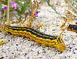 Laguna Salada - Caterpillar