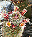 Palomar Canyon - Cactus - Flowers