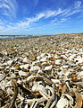 Vizcaino - Punta San Hipolito - Beach - Shells