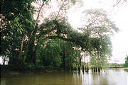 Caño Negro - Canoe Trip on Río Frío - Tree Vines (photo by Laura) (Dec 29, 2005)