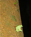 Rincón de la Vieja - New Years Eve - Night Walk - Ant Carrying Leaf with Another Ant Riding on It (Dec 31, 2005 10:51 PM)