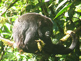 Monteverde - Sky Walk - Monkey (Jan 2, 2005 11:01 AM)