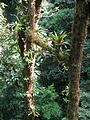 Monteverde - Sky Walk (Jan 2, 2005 11:23 AM)