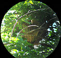 Monteverde - Sky Walk - Sloth (Jan 2, 2005 12:00 PM)