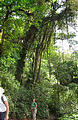 Monteverde Cloud Forest Reserve (Jan 2, 2005 3:22 PM)