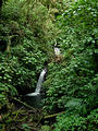 Monteverde Cloud Forest Reserve (photo by Dottie) (Jan 2, 2005)