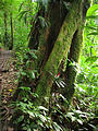 Monteverde Cloud Forest Reserve (Jan 2, 2005 4:10 PM)