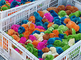 20090225 1131 P3O5A - Guatemala - 1293 - Panajachel - Color Died Live Chicks - For Sale