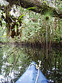 Río Dulce - Kayaking - Manatee Reserve