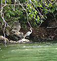 Río Dulce - Kayaking - Egret with a Fish