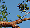 Tikal - Parrot