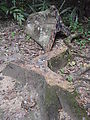 Tikal - Tree Stump