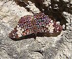 Tikal - Moth