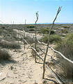 Camp South of San Felipe - Fence Made of Growing Ocotillo Branches