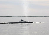 Laguna San Ignacio - Whale Watching - Whale Spout
