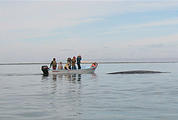 Laguna San Ignacio - Whale Watching - Whale Approaching Boat