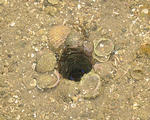 Laguna San Ignacio - Tidepooling - Mystery Creature in Hole - Carefully Lined with Seashells
