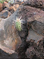 Lava Fields - Little Cactus