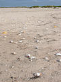 Punta Chivato - Sea Shells