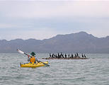 Mexico 2005 - 0445 0210 Bahia Concepcion - Kayaking - Laura - Birds