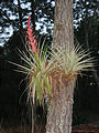 El Bosque - Flower Growing on Tree