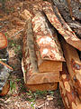 El Bosque - Trees Cut Into Beams