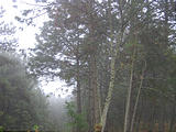 El Bosque - Trees Fog (photo by Brian)