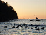 La Manzanilla - Sunset - Pelicans