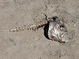 La Manzanilla - Beach - Dead Fish with Pufferfish in Mouth