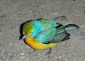 La Manzanilla - Beautiful Little Wounded Bird We Found on the Road