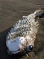 Punta Las Iguanas - Beach - Dead Pufferfish, but Still Cute!