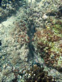 La Manzanilla - Snorkeling - Eel